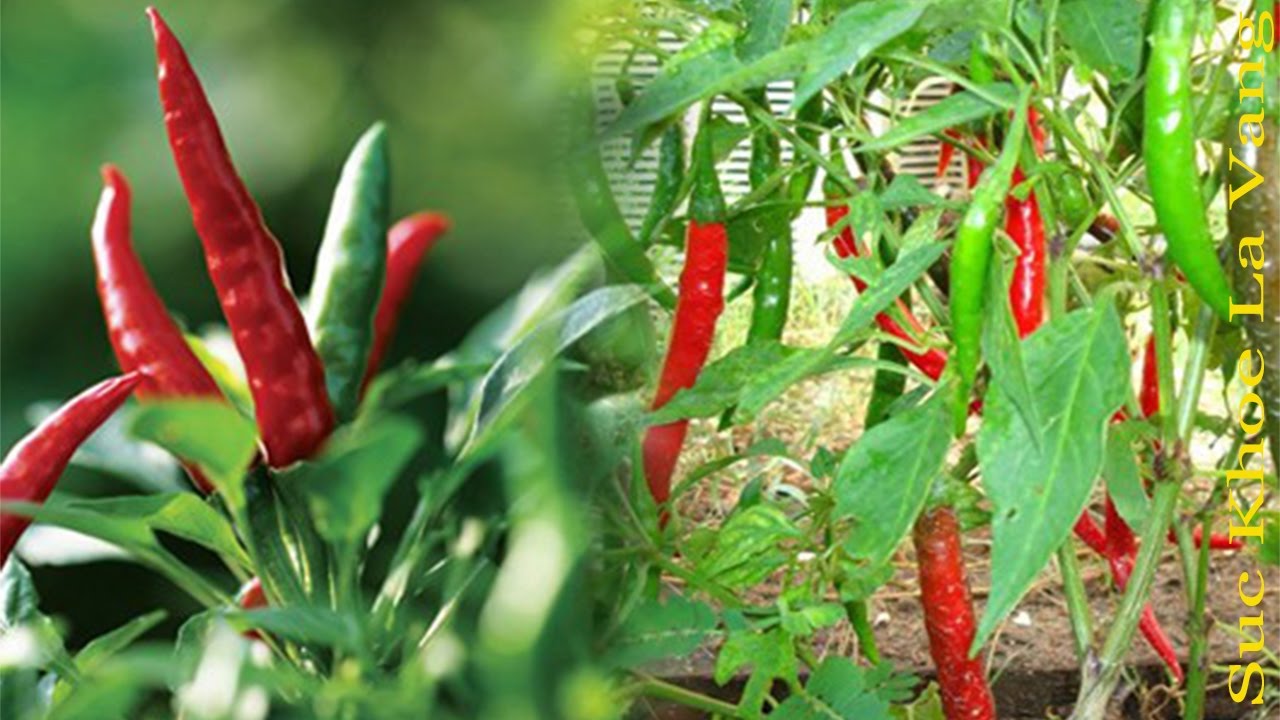 Mơ thấy ớt